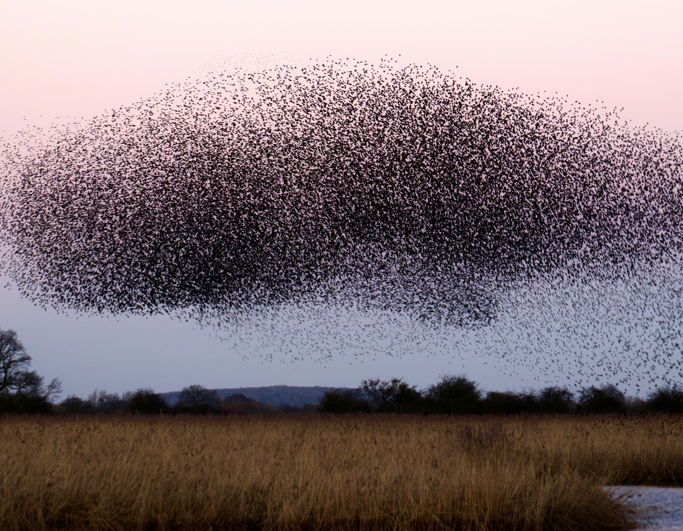 Locusts Assemble, Section 04 splash image