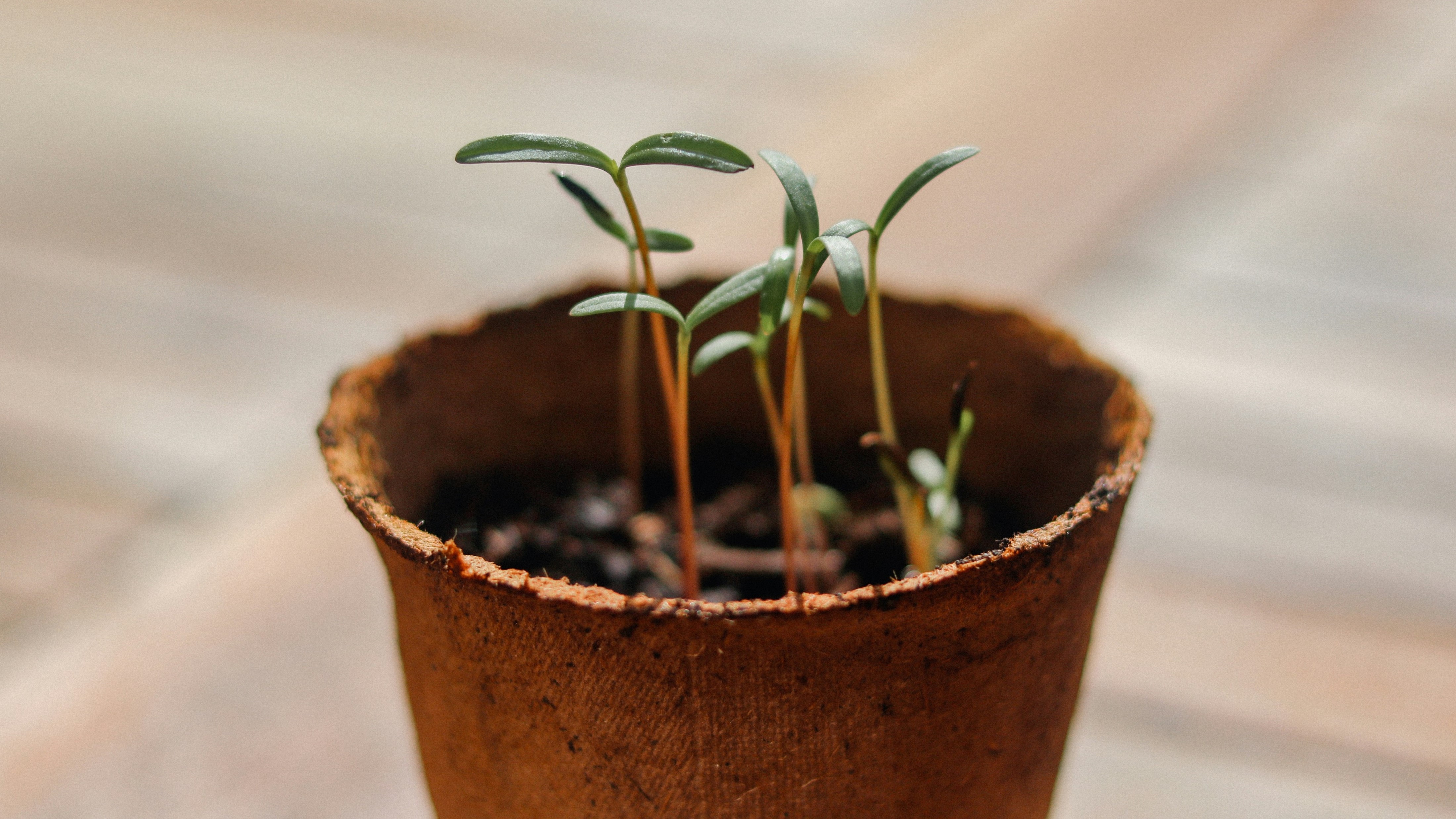 Replanted, Section 04 splash image